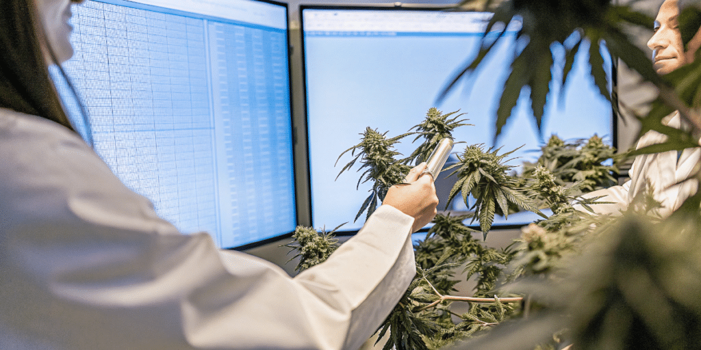 Chercheuse analysant des plantes de cannabis devant des écrans de données dans un laboratoire de recherche.