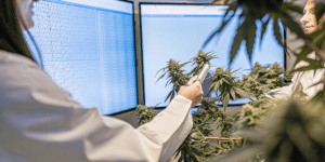 Chercheuse analysant des plantes de cannabis devant des écrans de données dans un laboratoire de recherche.
