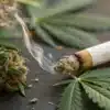 Burning cannabis pre-roll and bud with smoke rising beside fresh cannabis leaves.