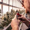 Cultivator evaluating cannabis flower aroma in a greenhouse using a handheld vapor sampling device.