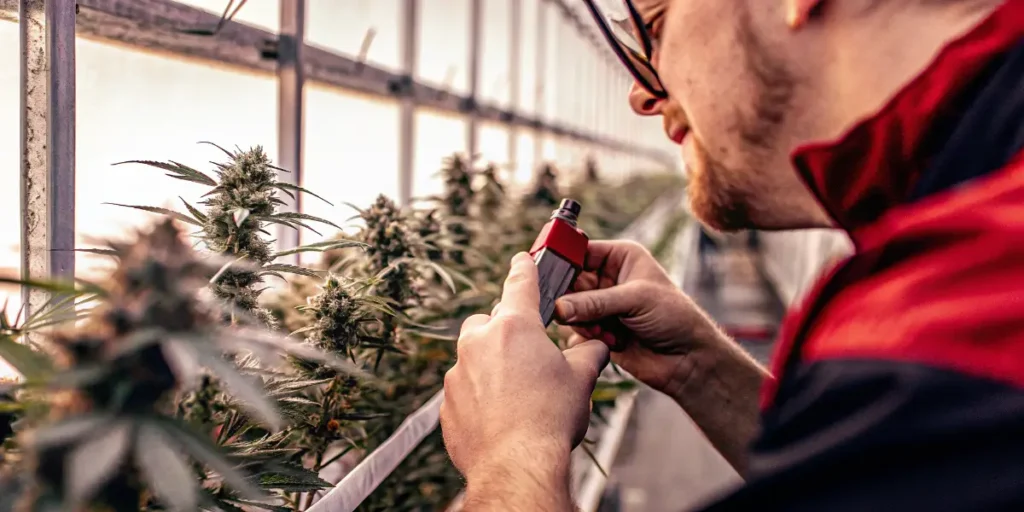 Cultivator evaluating cannabis flower aroma in a greenhouse using a handheld vapor sampling device.