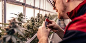 Cultivator evaluating cannabis flower aroma in a greenhouse using a handheld vapor sampling device.