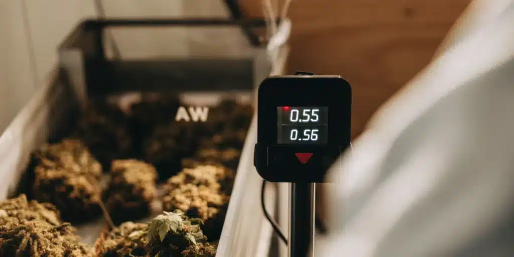 Water activity meter displaying cannabis curing measurements beside trays of dried cannabis flowers.