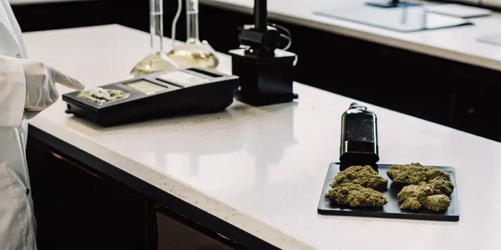 Cannabis AW sample analysis with flower buds prepared for water activity measurement in a laboratory.