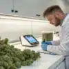 Cannabis batch quality documentation with a technician recording inspection data beside harvested flower samples.