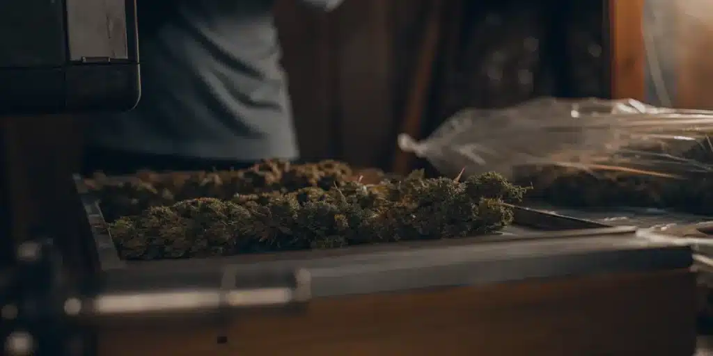 Cannabis buds arranged on a drying and processing tray during post-harvest handling in a controlled environment.