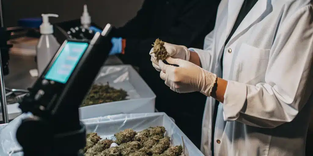 Cannabis bud quality inspection by a lab technician wearing gloves while evaluating flower samples indoors.