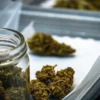Cannabis buds on drying trays next to a glass jar during post-harvest drying and curing preparation.