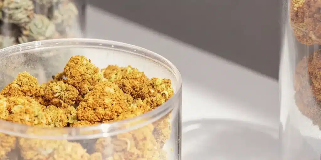 Cannabis buds stored in a transparent container during controlled post-harvest storage and preservation.