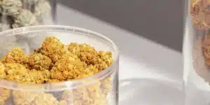Cannabis buds stored in a transparent container during controlled post-harvest storage and preservation.
