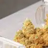Cannabis buds spilled from a storage container onto a tabletop during post-harvest handling.