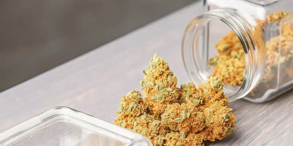 Cannabis buds spilled from a storage container onto a tabletop during post-harvest handling.