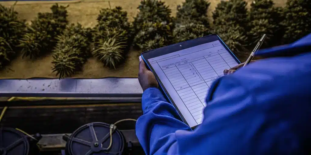 Cannabis cultivation audit checklist being completed while inspecting rows of flowering cannabis plants.