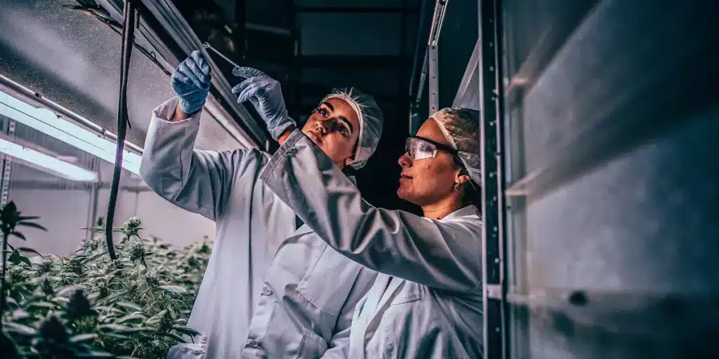 Cannabis researchers monitoring environmental conditions inside an indoor cultivation room.