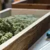 Premium cannabis buds in a curing container with moisture monitoring equipment used for quality control.