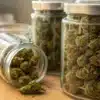 Cannabis buds stored in glass curing jars on a wooden table during the post-harvest storage process.