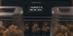Hygrometer displaying humidity below 65 percent during cannabis curing with jars of dried buds in the background.