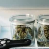 Cannabis buds in glass curing jars with a handheld meter used for water activity testing and moisture control.