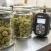 Cured cannabis buds stored in glass jars next to a humidity and temperature control monitor.