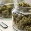 Cannabis curing jars filled with dried buds stored under controlled humidity conditions for long-term preservation.