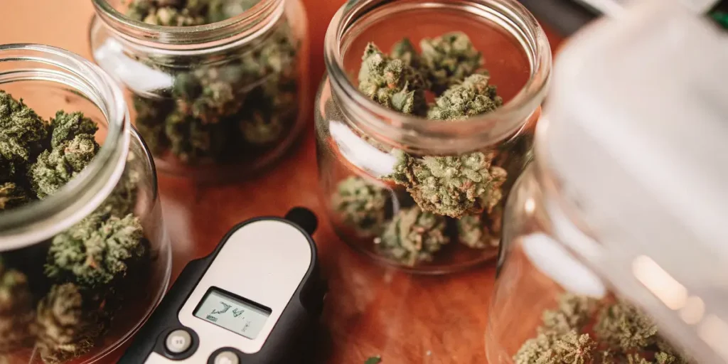 Glass jars filled with cannabis buds alongside a moisture meter used during the curing process.