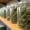 Glass jars filled with cured cannabis buds arranged on a wooden storage shelf in a controlled environment.