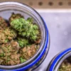 Top view of premium cannabis buds curing inside glass jars during post-harvest storage.