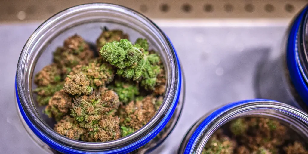 Top view of premium cannabis buds curing inside glass jars during post-harvest storage.