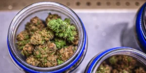 Top view of premium cannabis buds curing inside glass jars during post-harvest storage.