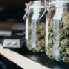 Glass jars filled with cured cannabis buds stored on a shelf during the curing and preservation process.