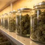 Large glass jars filled with cured cannabis buds arranged on shelves inside a professional storage and curing room.