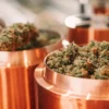 Technician handling cannabis buds inside curing barrels during the post-harvest cannabis curing process.