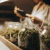 Glass jars filled with curing cannabis flowers while a technician performs quality control inspections.