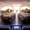 Glass jars filled with cannabis buds placed on a digital scale during the curing and storage process.