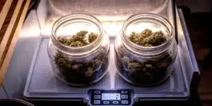 Glass jars filled with cannabis buds placed on a digital scale during the curing and storage process.