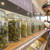 Cannabis dispensary strain selection displayed in glass jars with customer reviewing available varieties.