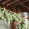 Freshly harvested cannabis branches hanging to dry indoors before the curing and storage process.