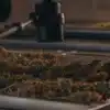 Freshly harvested cannabis buds arranged on drying trays during the post-harvest drying process.