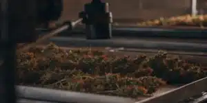 Freshly harvested cannabis buds arranged on drying trays during the post-harvest drying process.