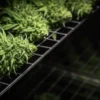 Freshly harvested cannabis buds arranged on drying racks during the post-harvest drying process.