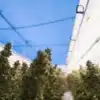 Cannabis plants hanging in a controlled drying room with regulated airflow and humidity conditions.