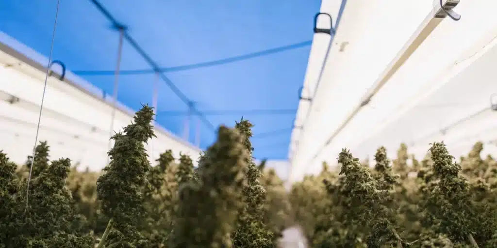 Cannabis plants hanging in a controlled drying room with regulated airflow and humidity conditions.