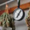 Freshly harvested cannabis branches hanging in a drying room with a humidity gauge monitoring curing conditions.
