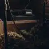 Cannabis flowers drying in a controlled post-harvest room with moisture monitoring equipment and quality control procedures.