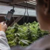 Cannabis cultivation specialist using a digital environmental monitoring device above flowering plants in an indoor grow room.
