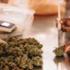 Laboratory technician inspecting cannabis flower samples during quality control and post-harvest evaluation.