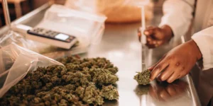 Laboratory technician inspecting cannabis flower samples during quality control and post-harvest evaluation.