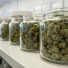 Premium cannabis flowers stored in glass jars on a laboratory workbench for quality preservation and curing.