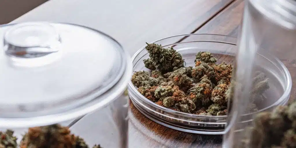 Cannabis buds stored in plastic containers prepared for quality control and packaging.