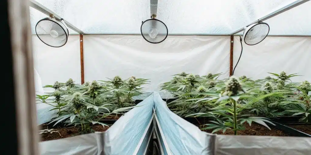Cannabis plants flowering inside a grow tent equipped with circulation fans and environmental controls.
